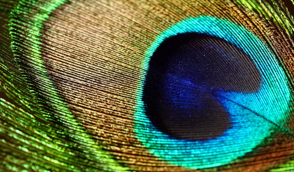 Macro Peacock Feather Wonderful Wallpaper