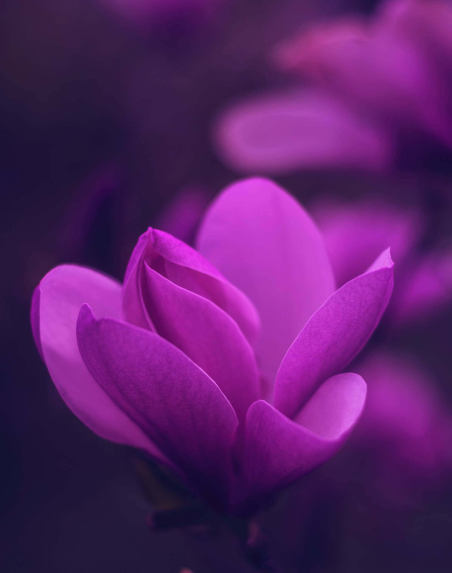 Cyclamen Persicum Flower Android Wallpaper