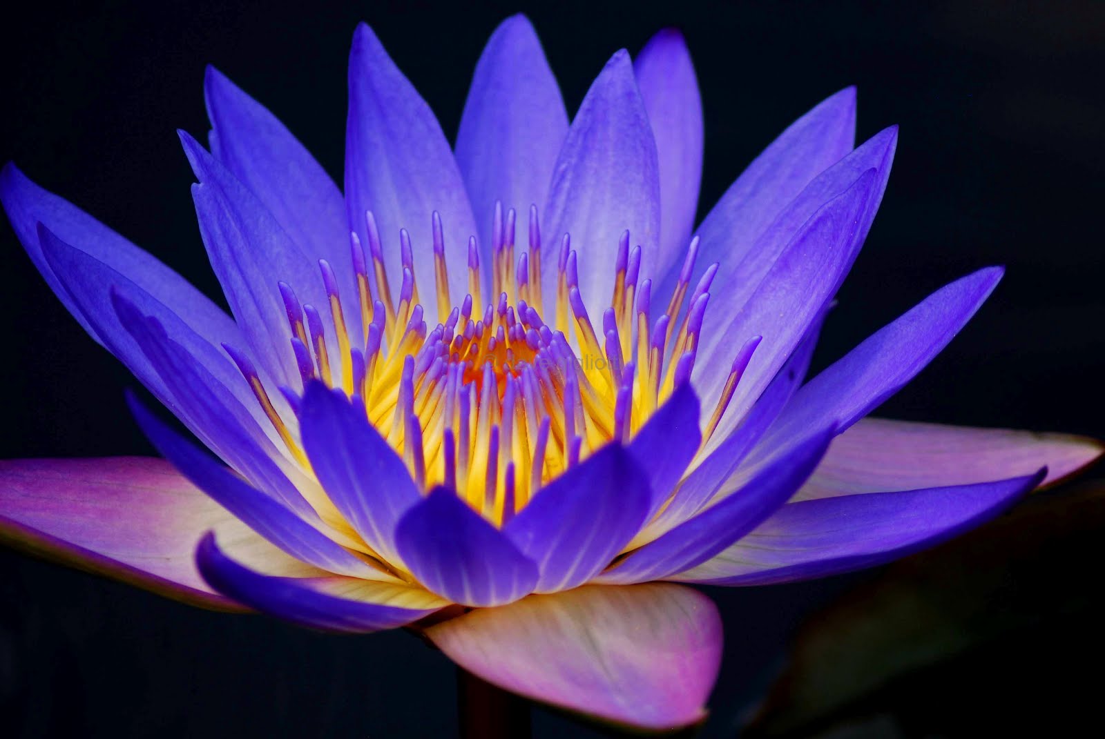Amazing Water Lily Flower Wallpaper