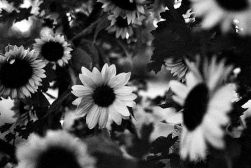 Beautiful Black White And Cute Flower Flo