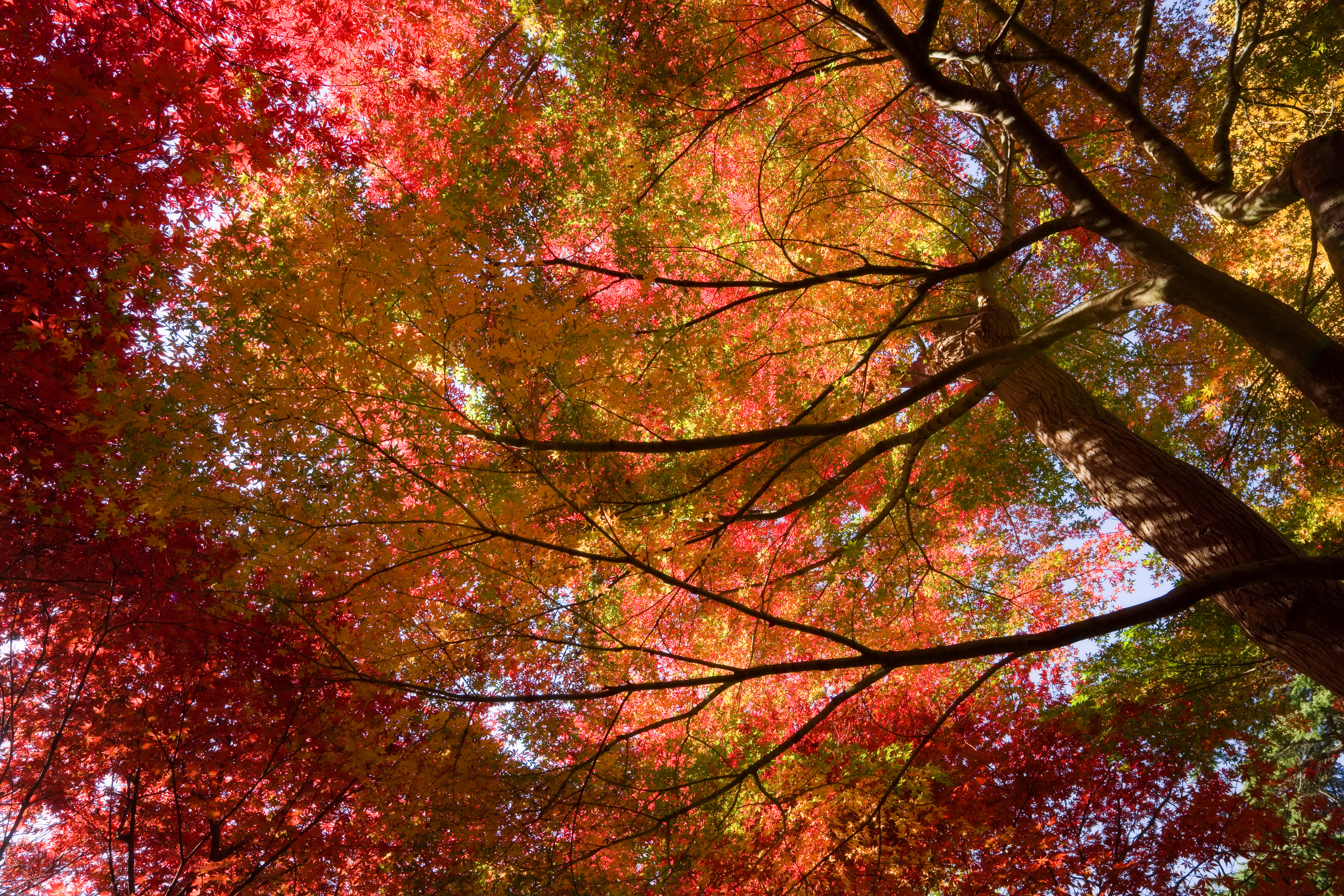 Japanese Maple Acer Palmatum Wallpaper