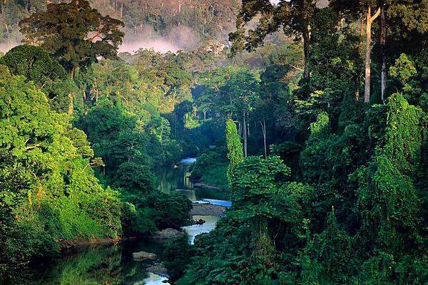 Tropical Rainforest Photos