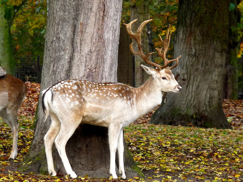 Autumn Deer Nature Other HD Desktop Wallpaper
