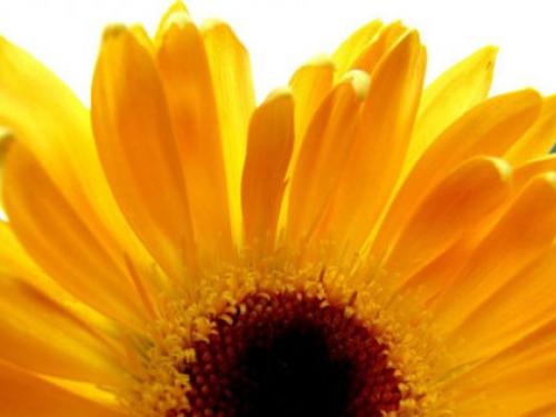 Free Free Sunflower Screensaver Screensavers   Download Free Sunflower
