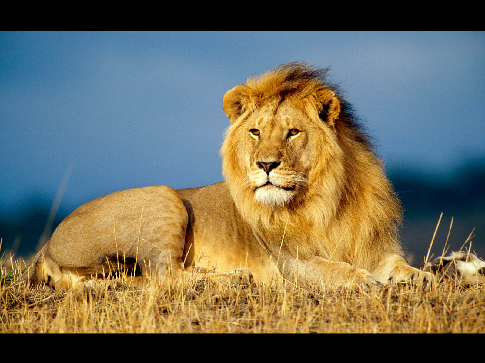 wallpapers Male Lion Wallpapers 1600x1200