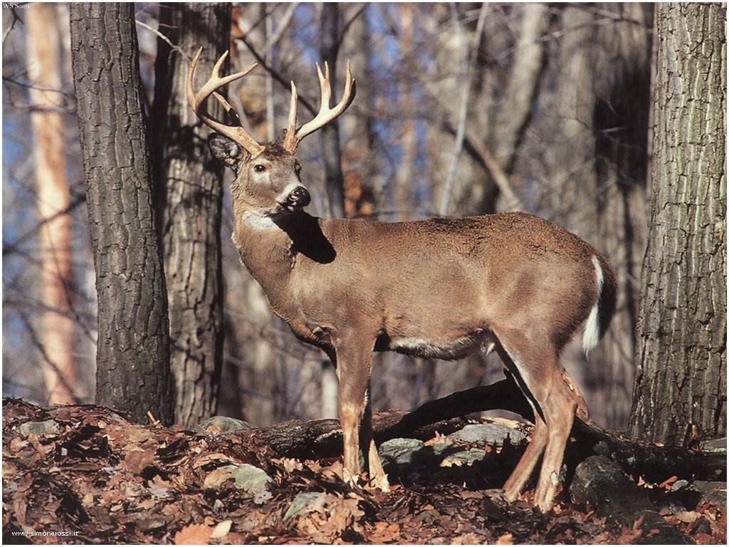 Hunting Deer HD Landscape Wallpaper