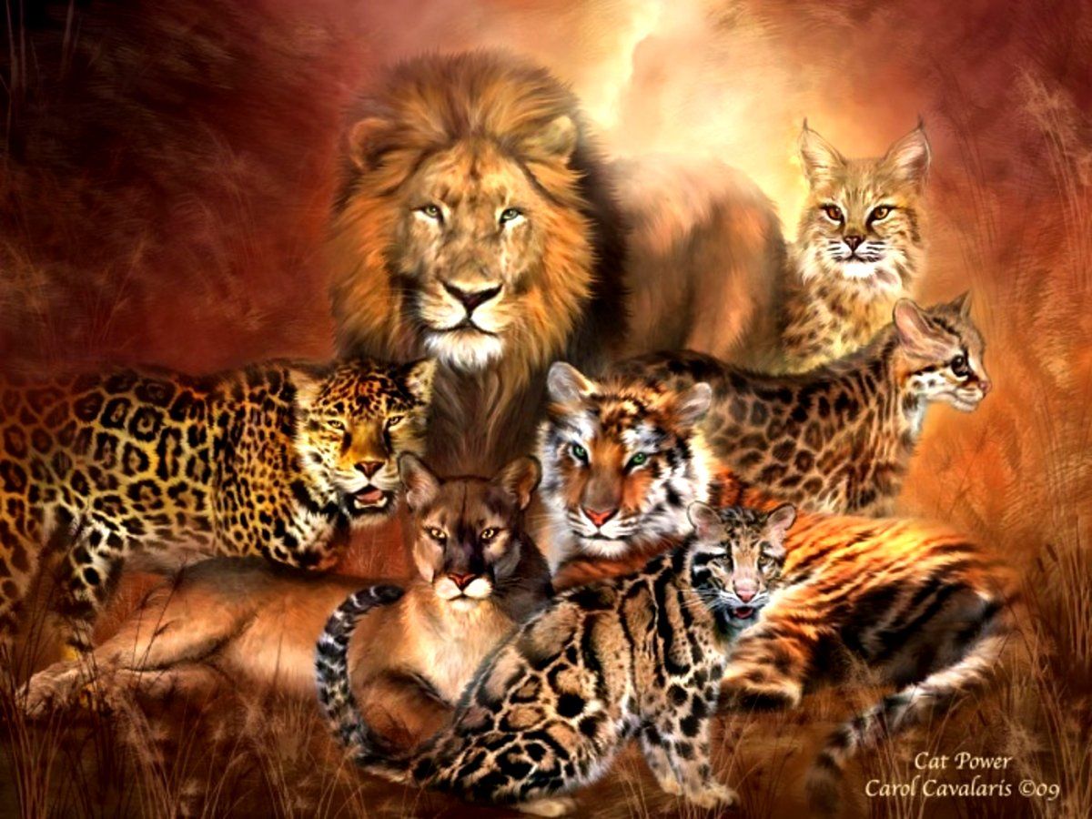 Big Cats Wallpaper Leopards Lions Puma