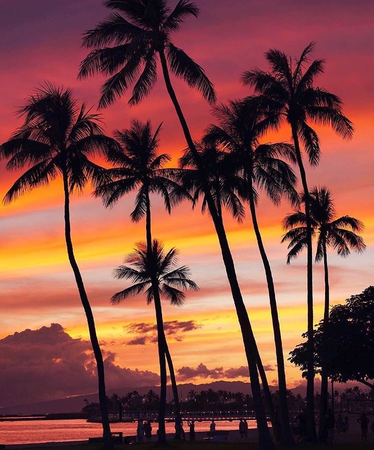 Waikiki Scenery In Palm Tree Sunset Beach