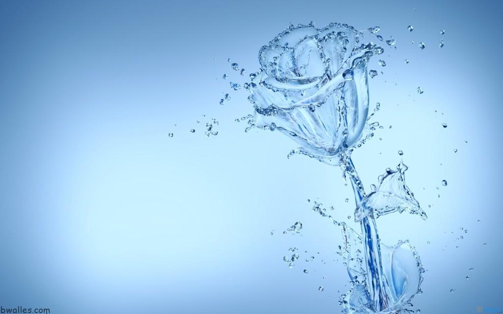 Water Flower Widescreen Wallpaper Desktop