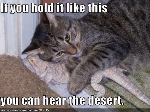 Funny Image Collection Cat Pictures Unbound State Humor
