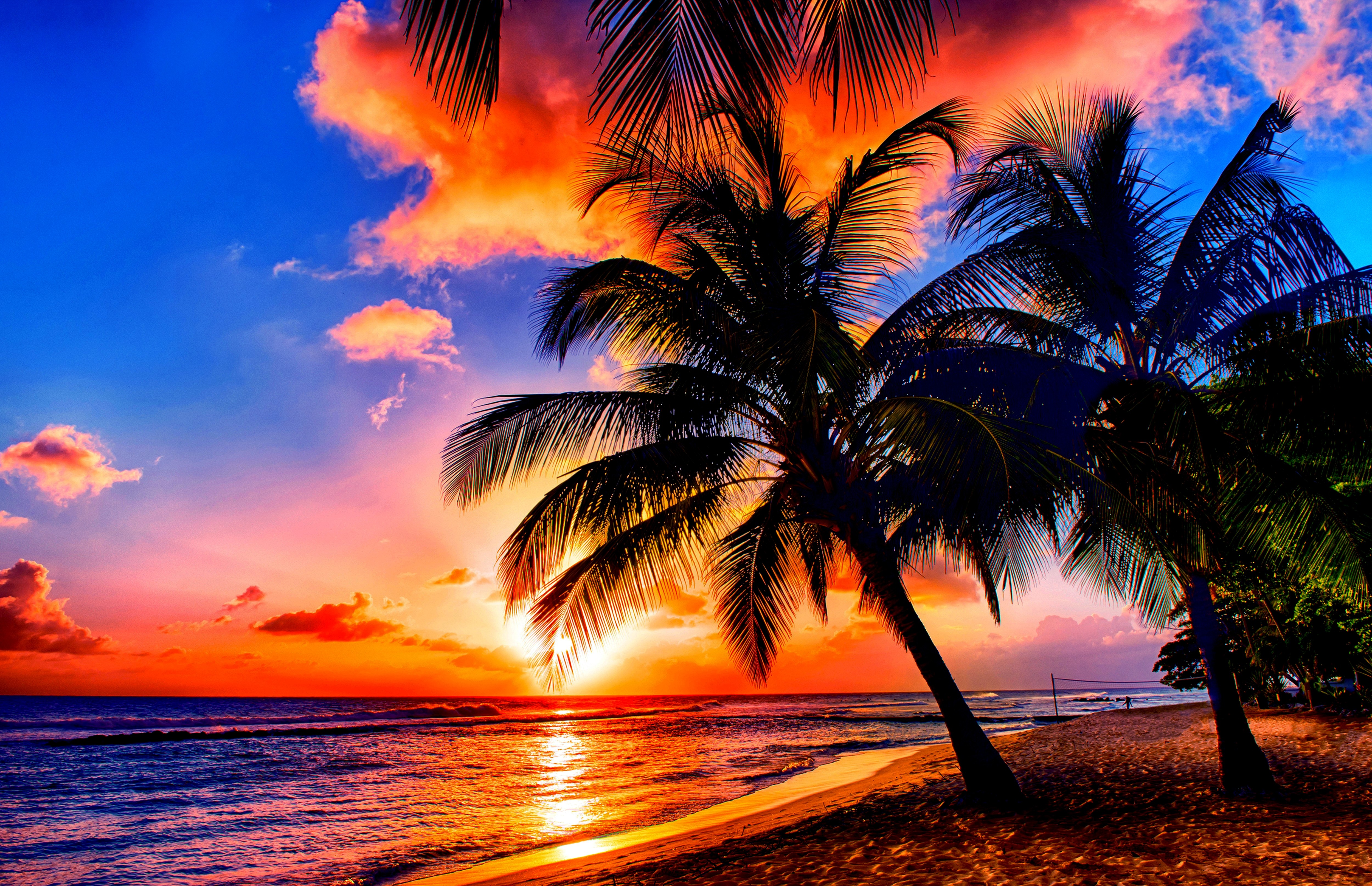 Silhouetted palm trees on a tropical beach at sunset with vibrant orange and blue sky