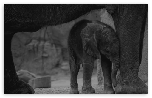 Baby Elephant HD Desktop Wallpaper Widescreen High Definition