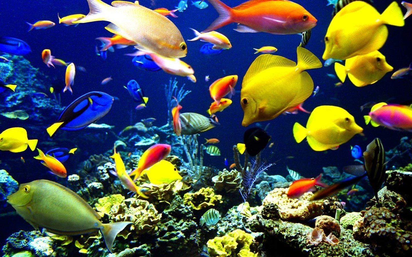 Fishes HD Wallpaper Background Image
