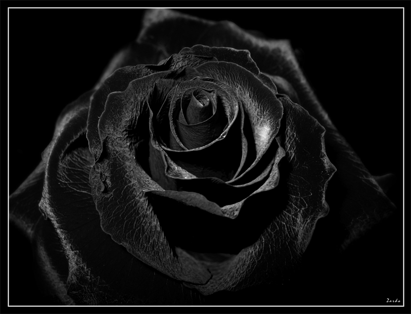 🔥 [49+] Black Rose Wallpaper Images | WallpaperSafari