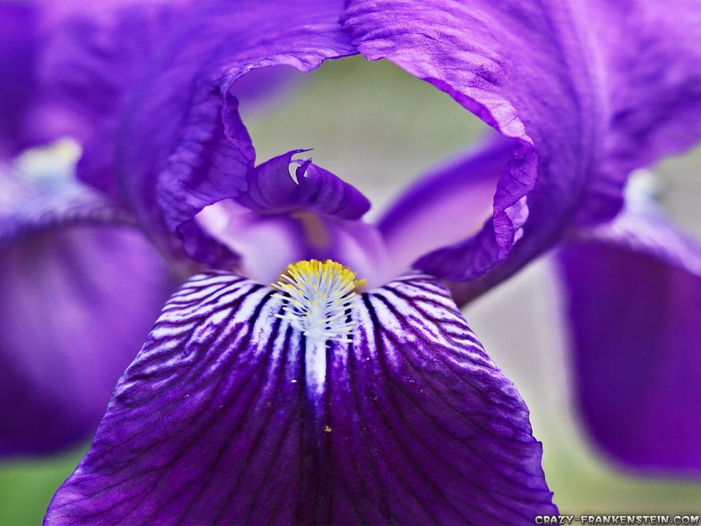 Big Purple Iris Flowers Background Wallpaper On This