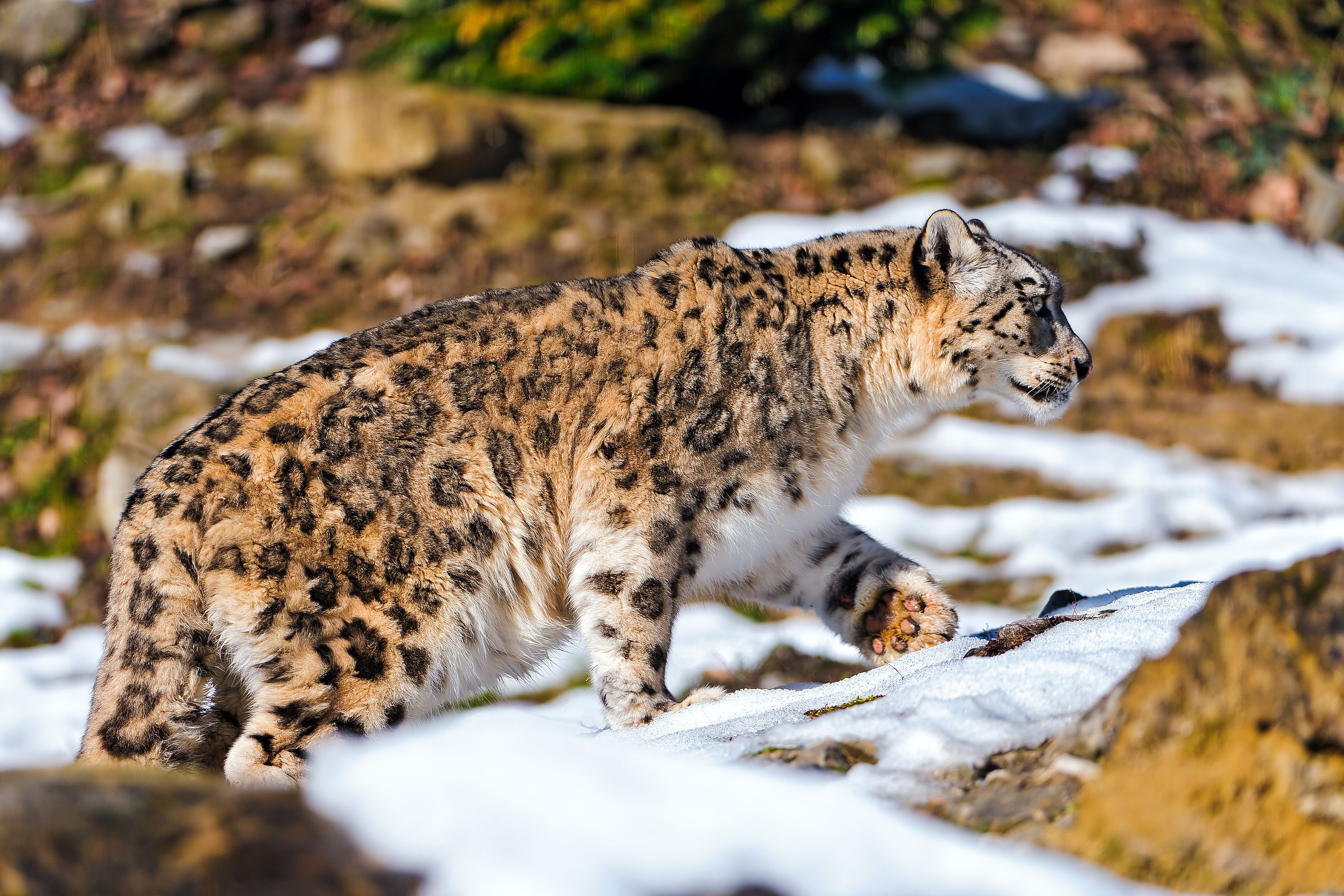 A snow leopard traversing a snowy, rocky terrain