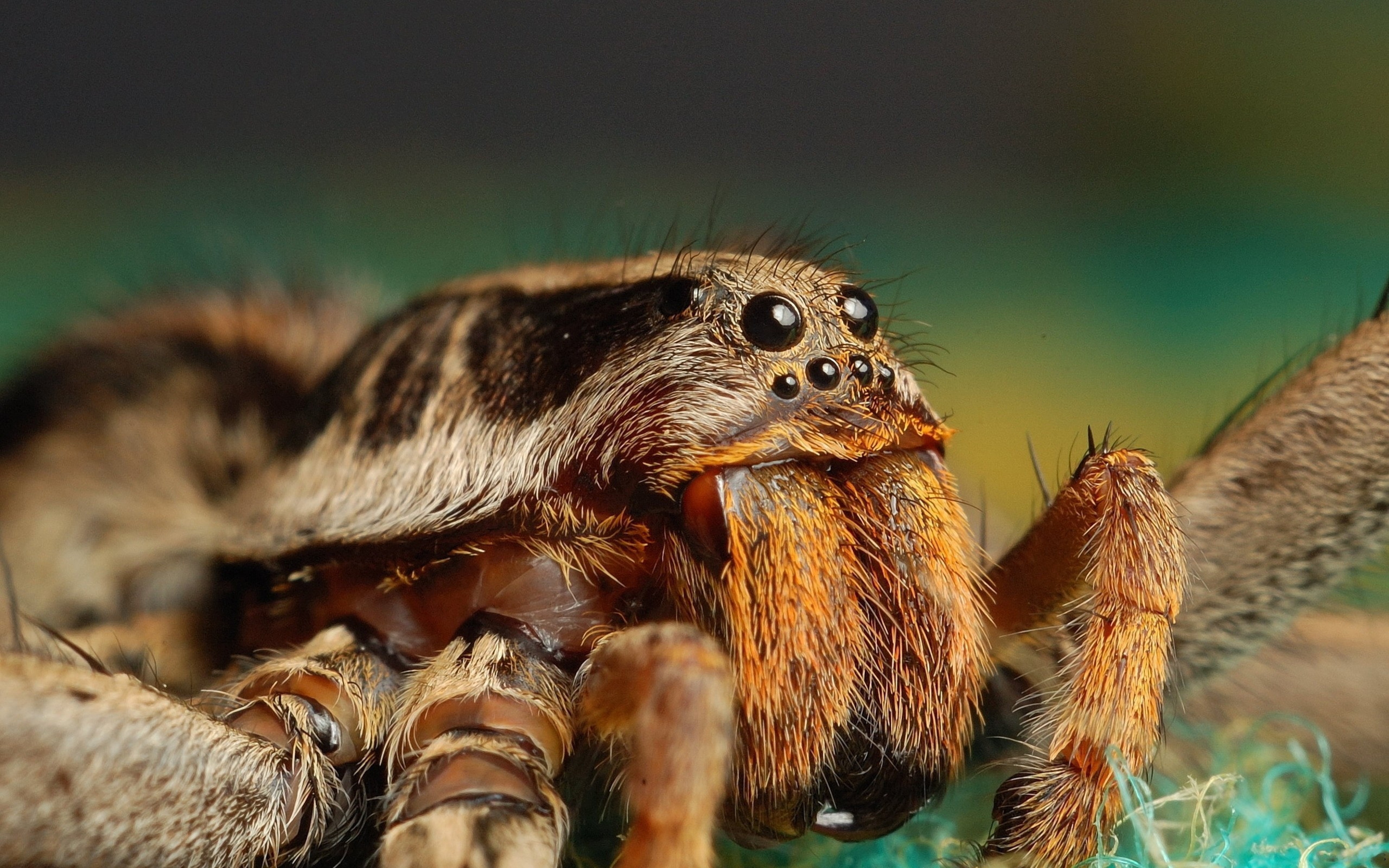 Wallpaper Spider Insect Eyes Paws Fur