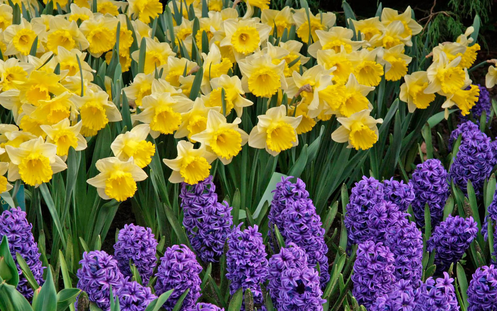 Yellow Daffodils Wallpaper Image