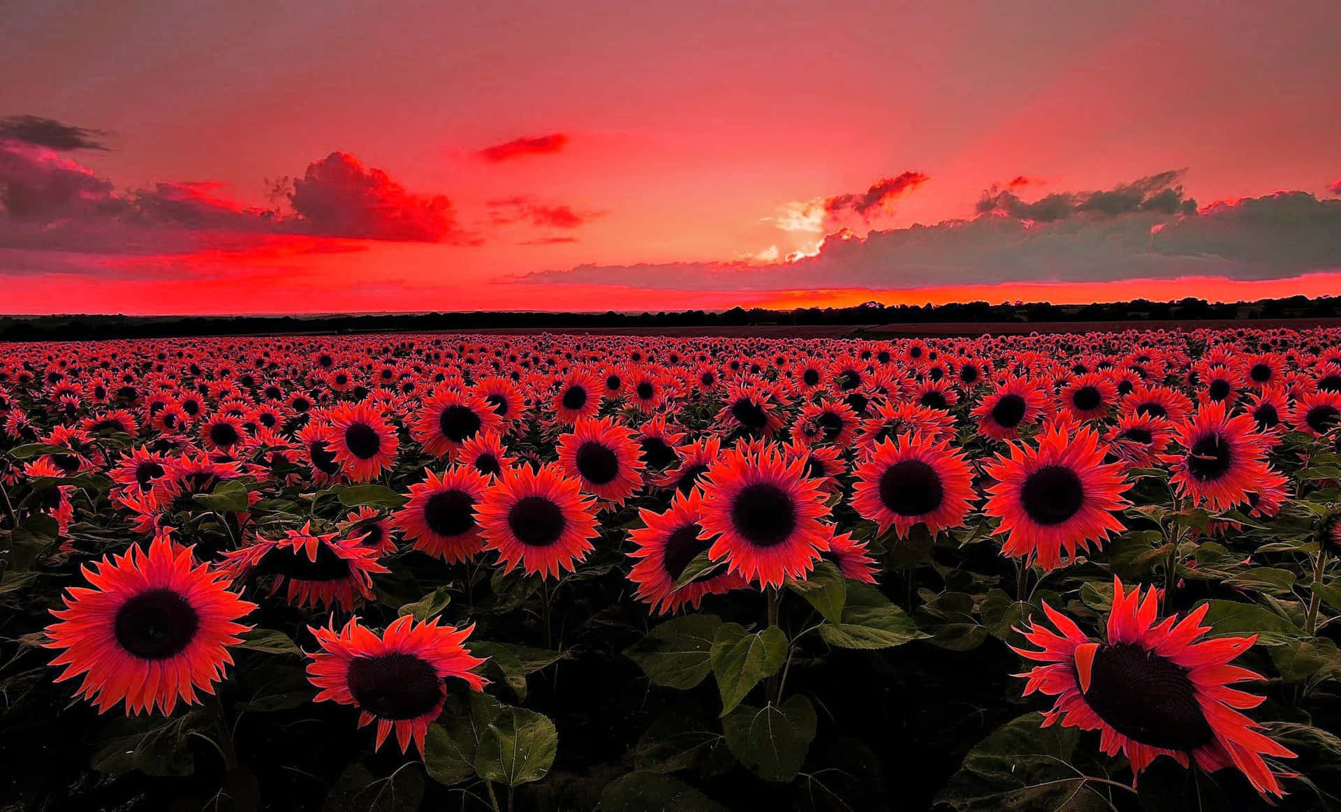 A Beautiful Dark Sunflower Revealing Its Unique Striking Wallpaper