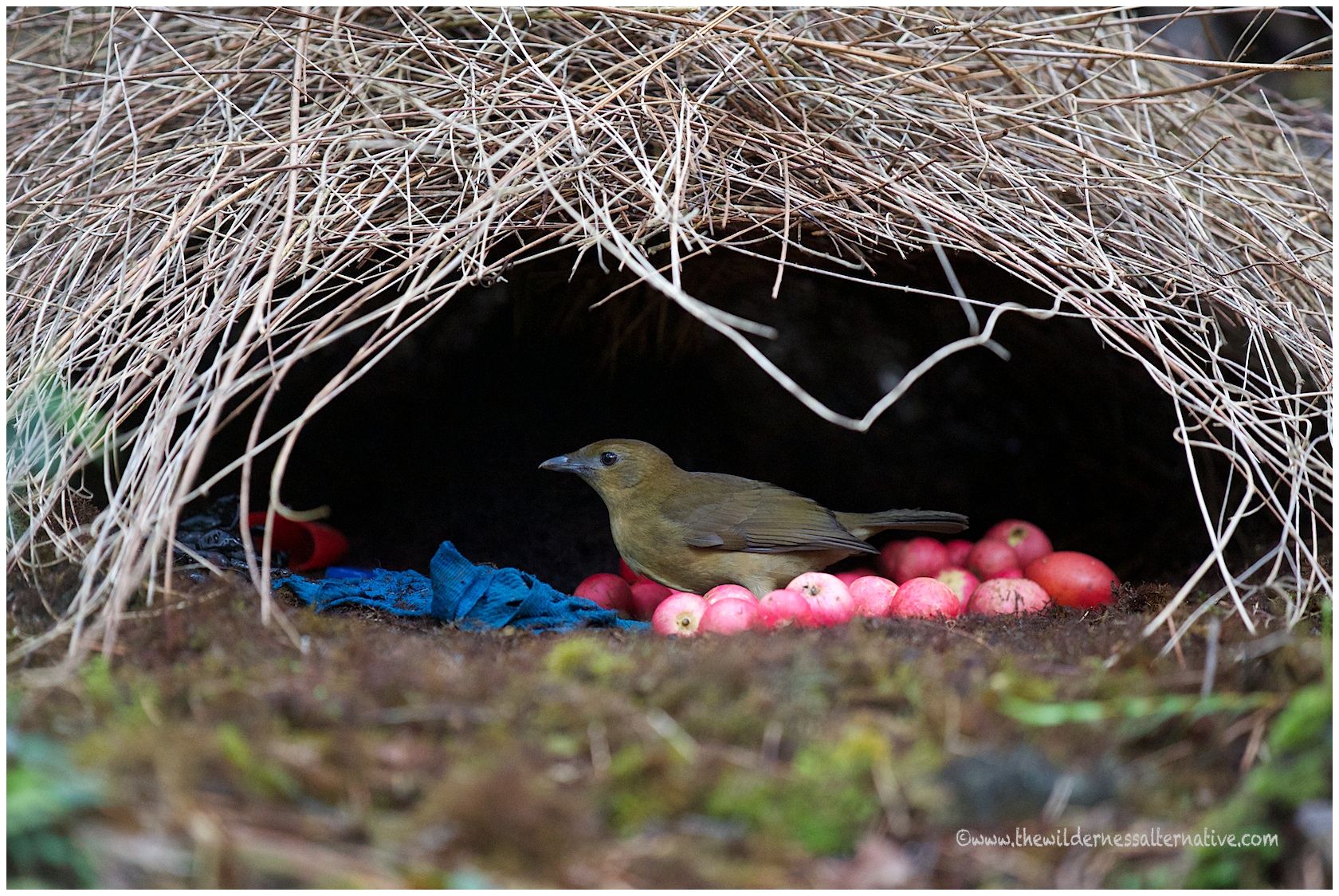 The Constant Gardener Vogelkop Bowerbird With Image Birds