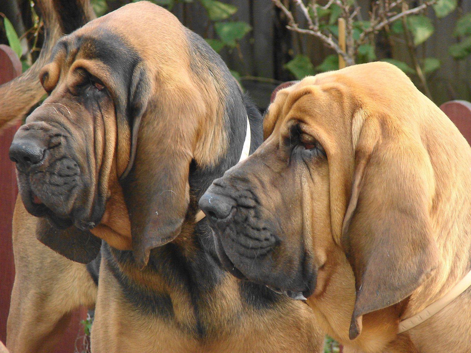 Two Adult Bloodhound Wallpaper And Image Pictures