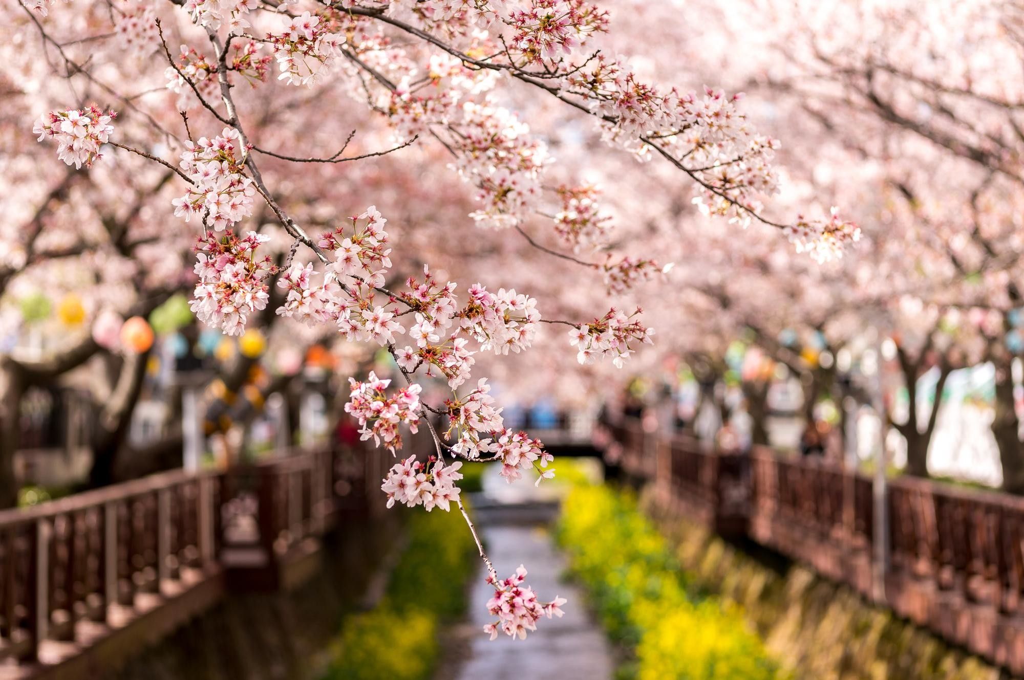 Wide Korean Aesthetic Wallpaper On