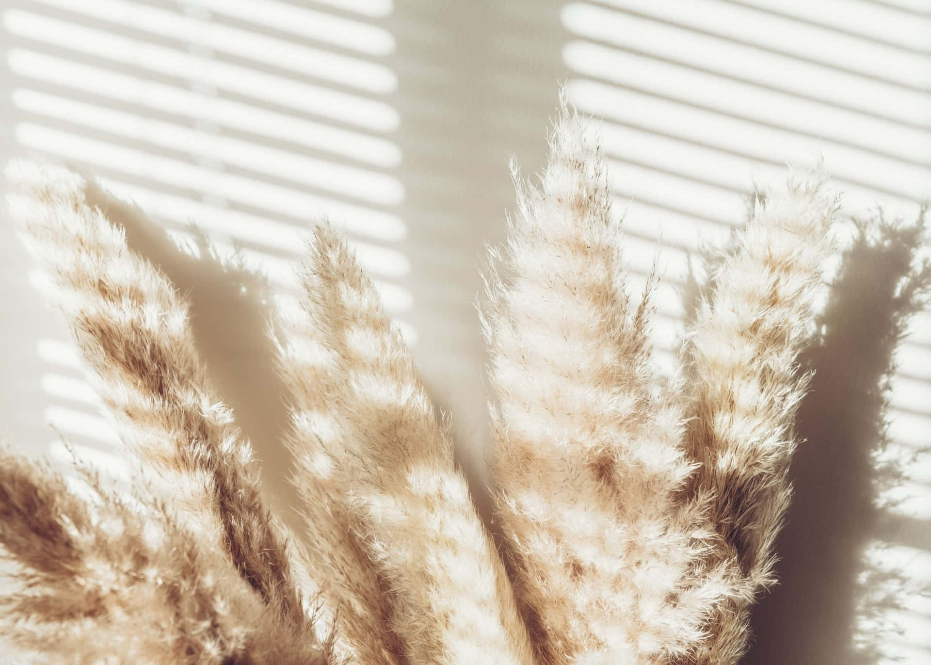 Pampas Grass Background At Ariel Sipes Wallpaper