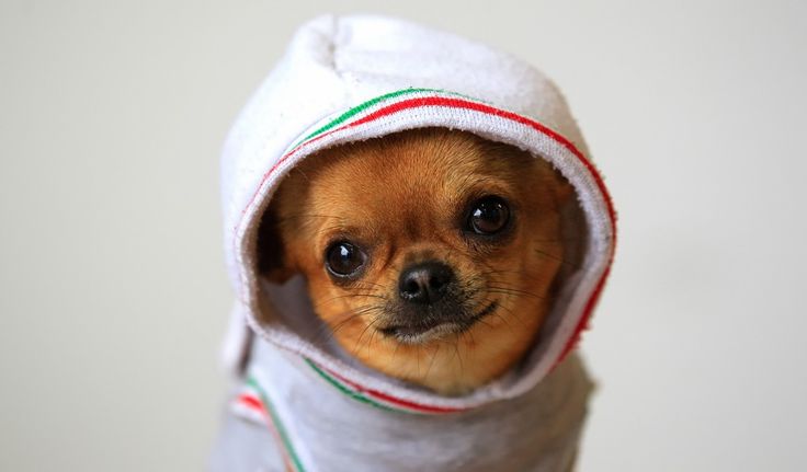 Funny Chihuahua Wallpaper Whats Up Cute Puppies Pictures Pintere