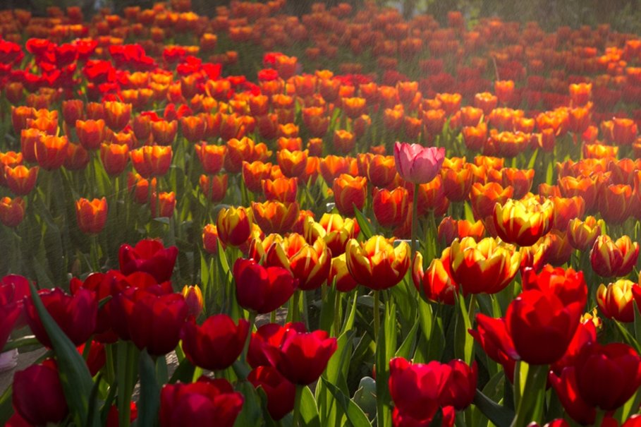 Field Of Tulips Wallpaper