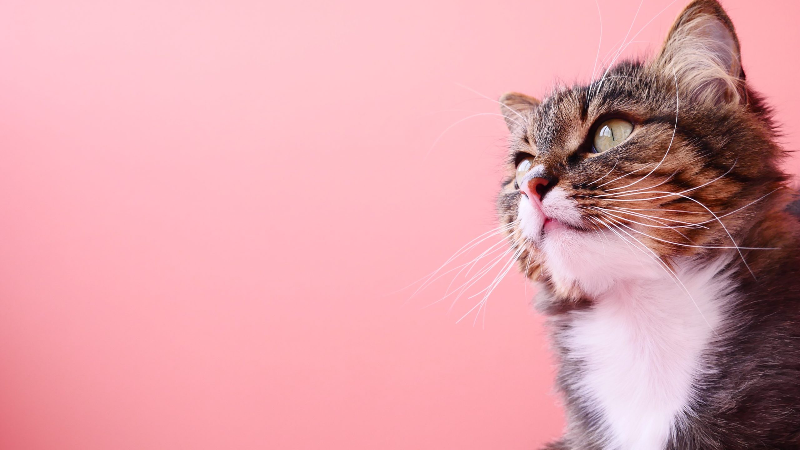 Image Cute Cat Whiskers Animal Eyes Pink Background Wallpaper