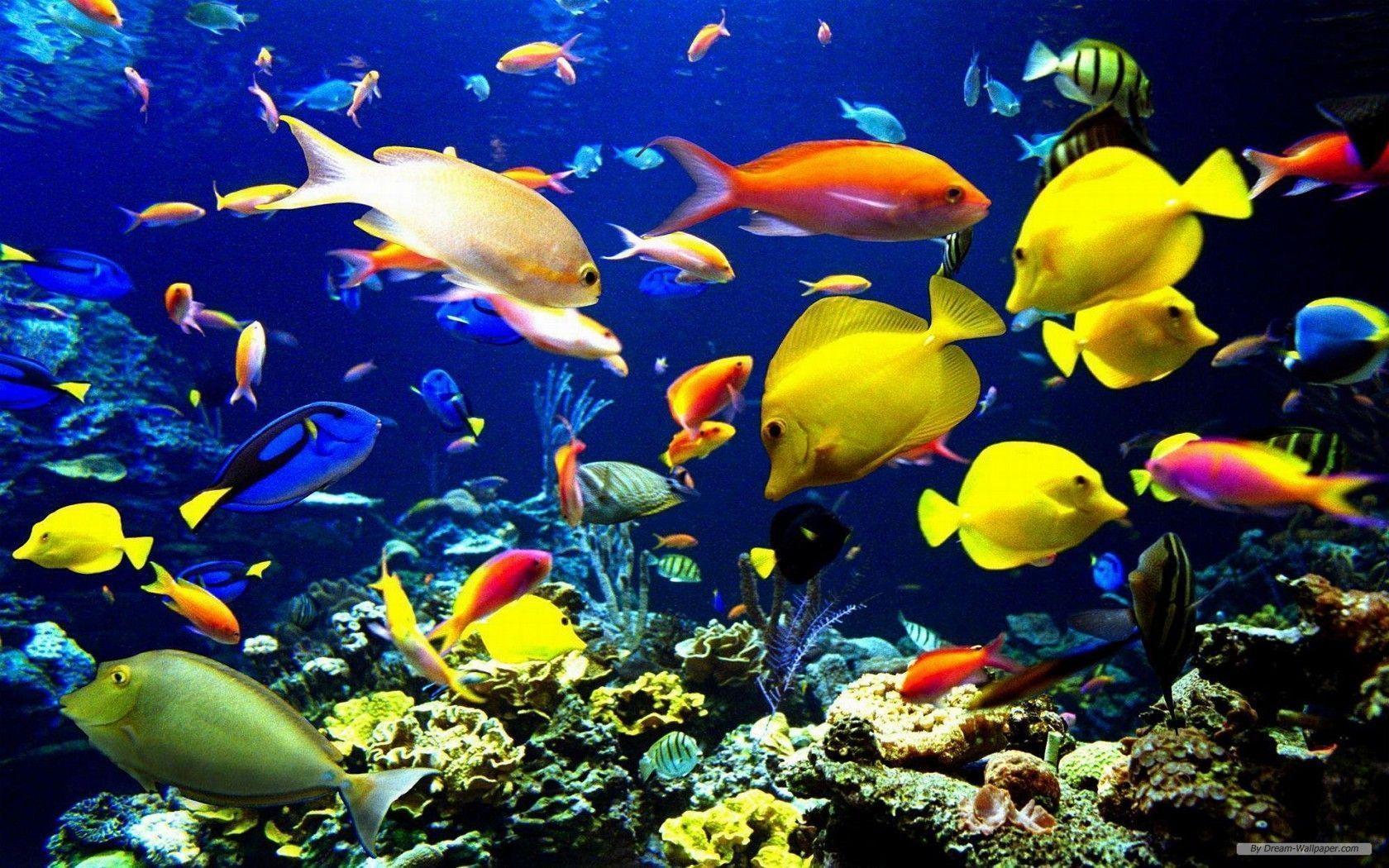 Marine Life Wallpaper