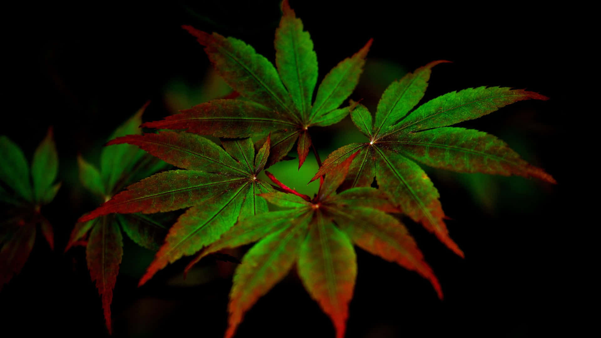 4k Marijuana Wallpaper