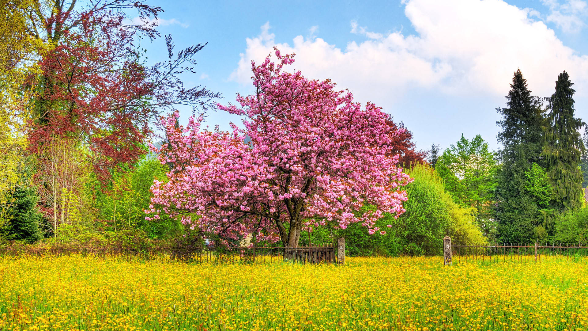 Full HD Nature Wallpaper