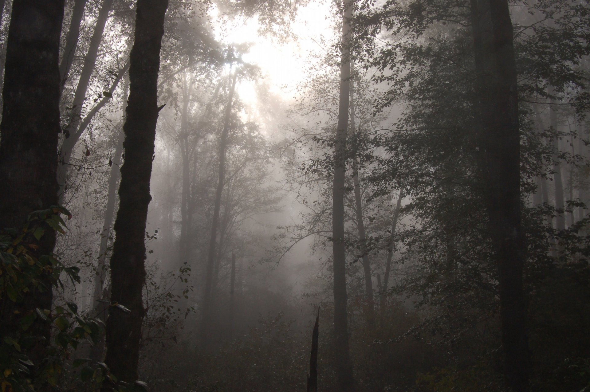 Foggy Forest Wallpaper Nature Desktop