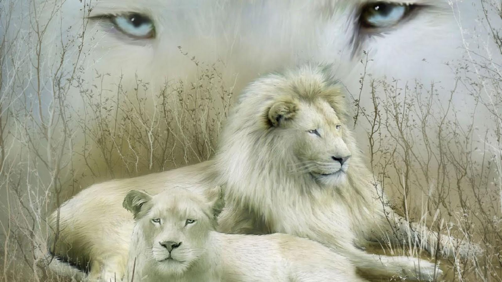 White Lion Wallpaper Desktop 10708 Hd Wallpapers in Animals   Imagesci