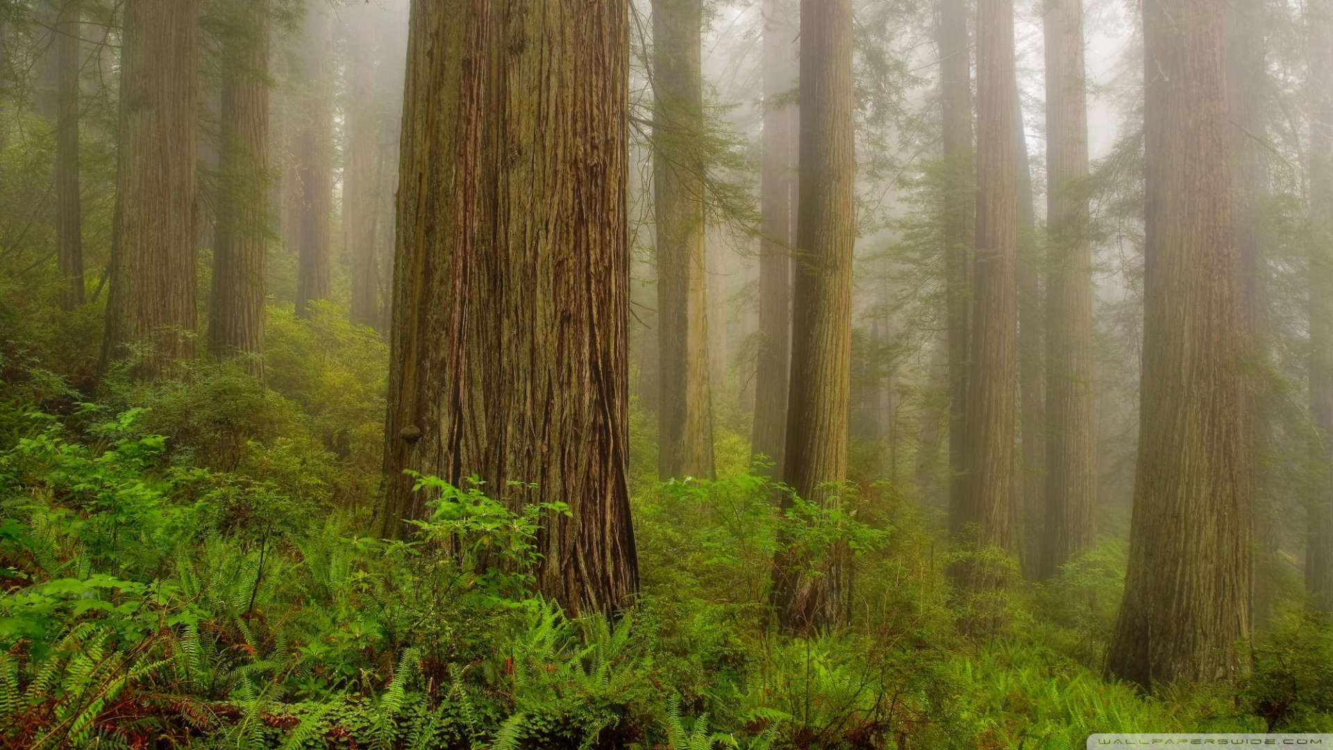 Redwood National Park Wallpaper