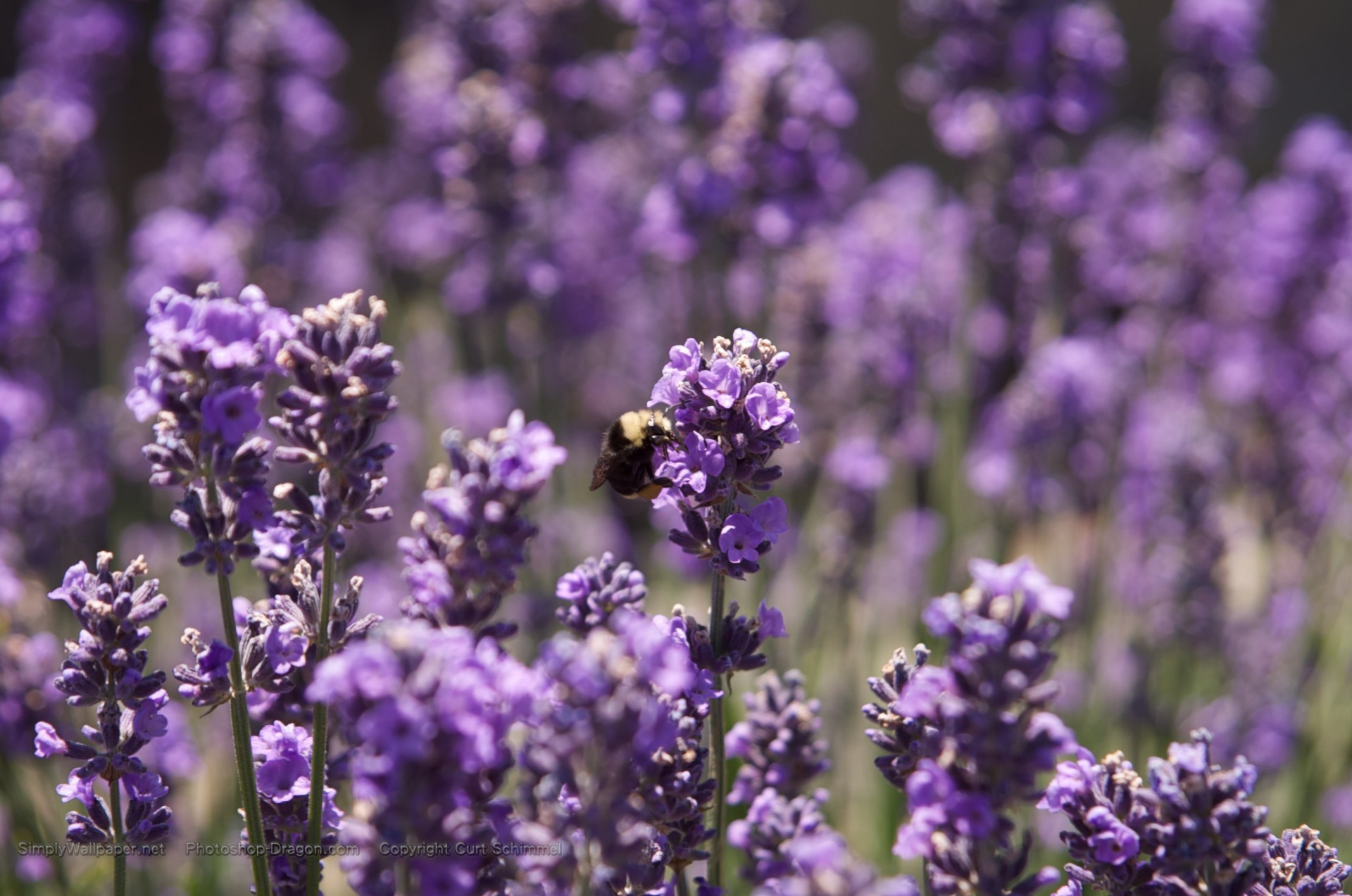 Bee And Purple Flowers Wallpaper Click Picture For High Resolution