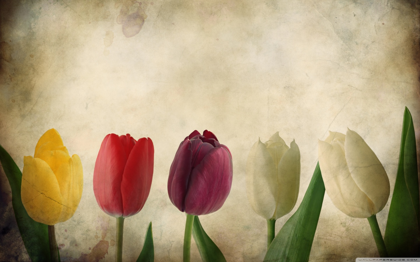 Download wallpaper 938x1668 tulips flowers bouquet pink black iphone  876s6 for parallax hd background