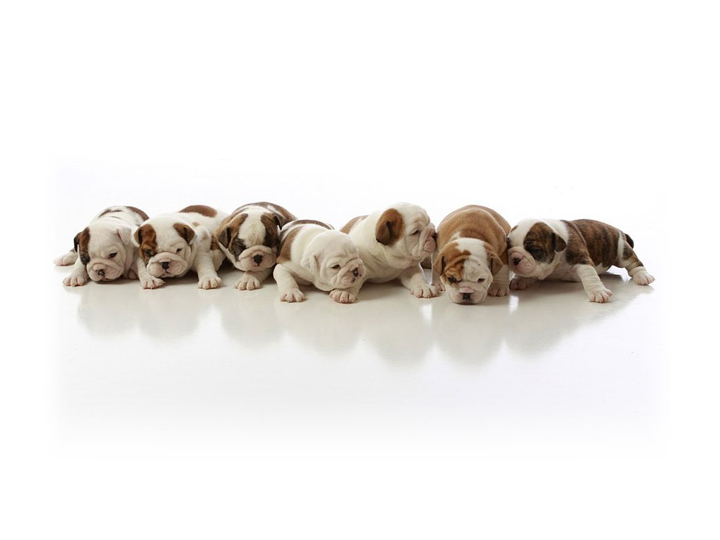 Cute English Bulldog Puppy Wallpaper Puppies