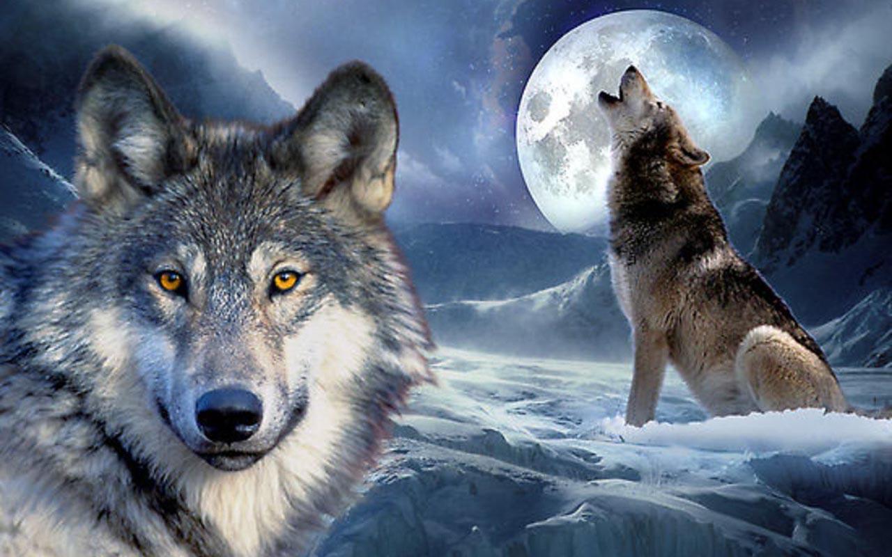 3d Wolf Wallpaper Android Apps On Google Play