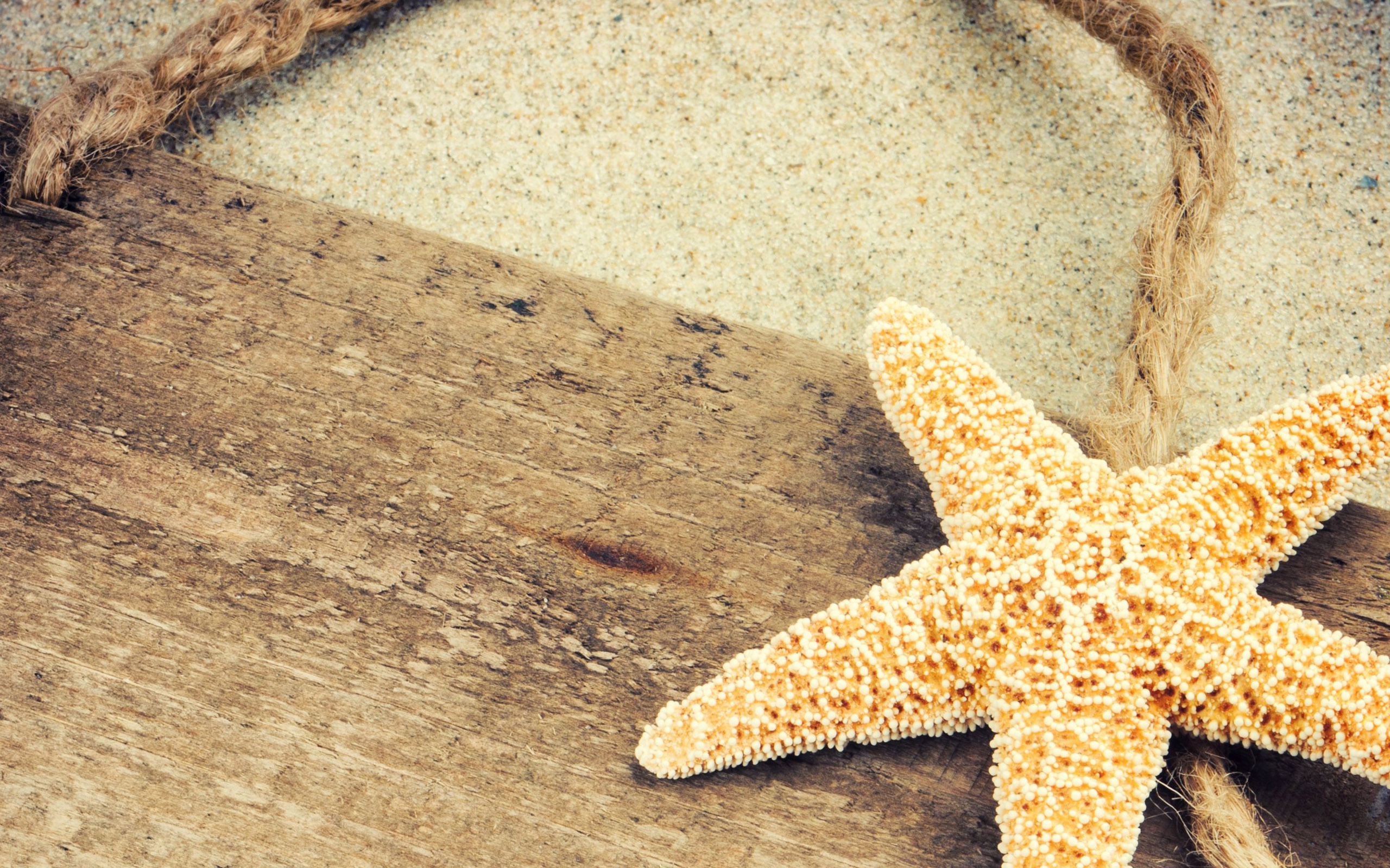 Wallpaper Animals Starfish Background