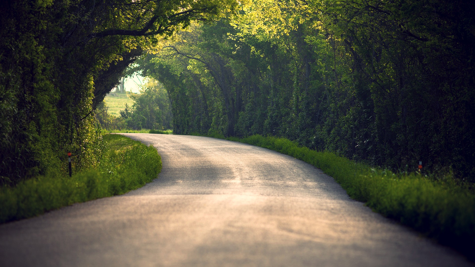 A picturesque tree-lined road winding through a lush green landscape