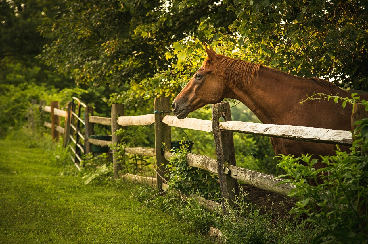 Wallpaper Horses Pen Enclosure Fence Grass Animal