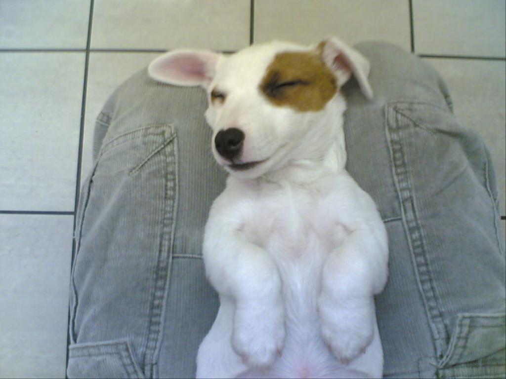Very Funny Isn Tags Jack Russell Terrieroh Dreaming