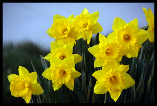 Pictures Of Yellow Flowers Wallpaper Size Amazingpict