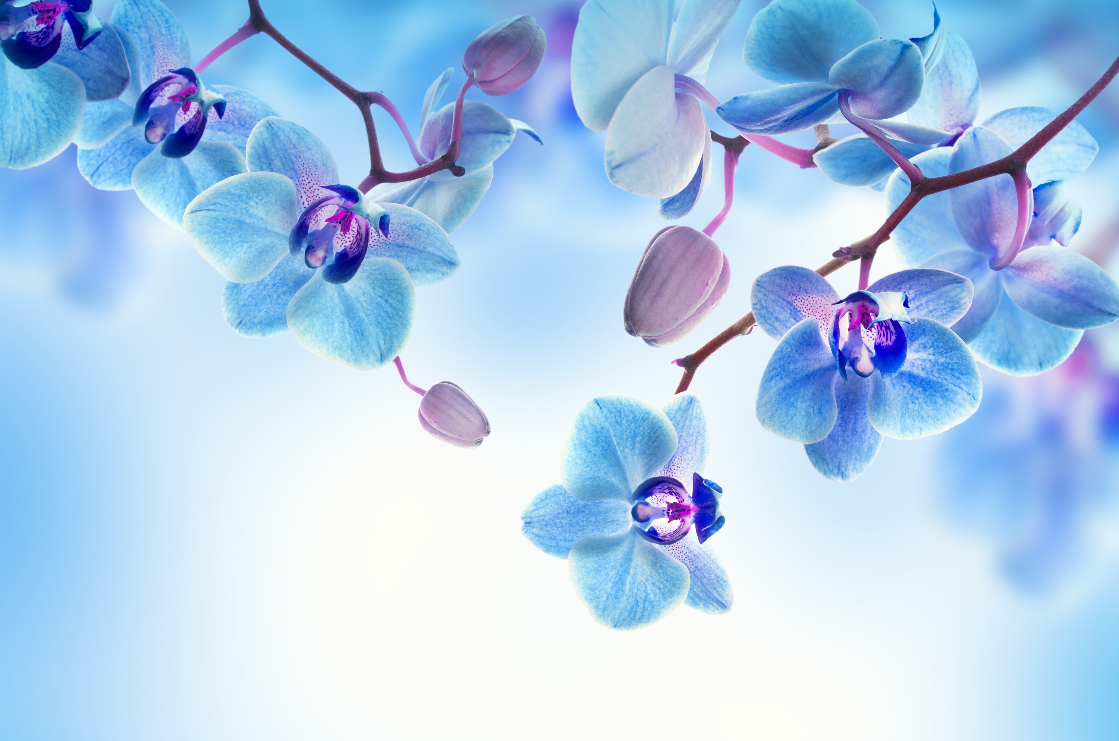 Orchid 4k Wallpaper