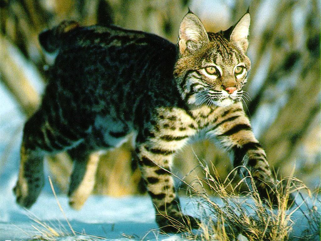 Bobcat Wallpaper And Background X