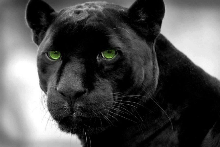 Black Panther Panthera Onca Xvii Astral