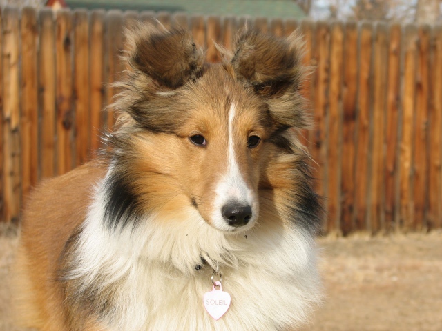 Sheltie Breed Dog Named Soleil Wallpaper And Image