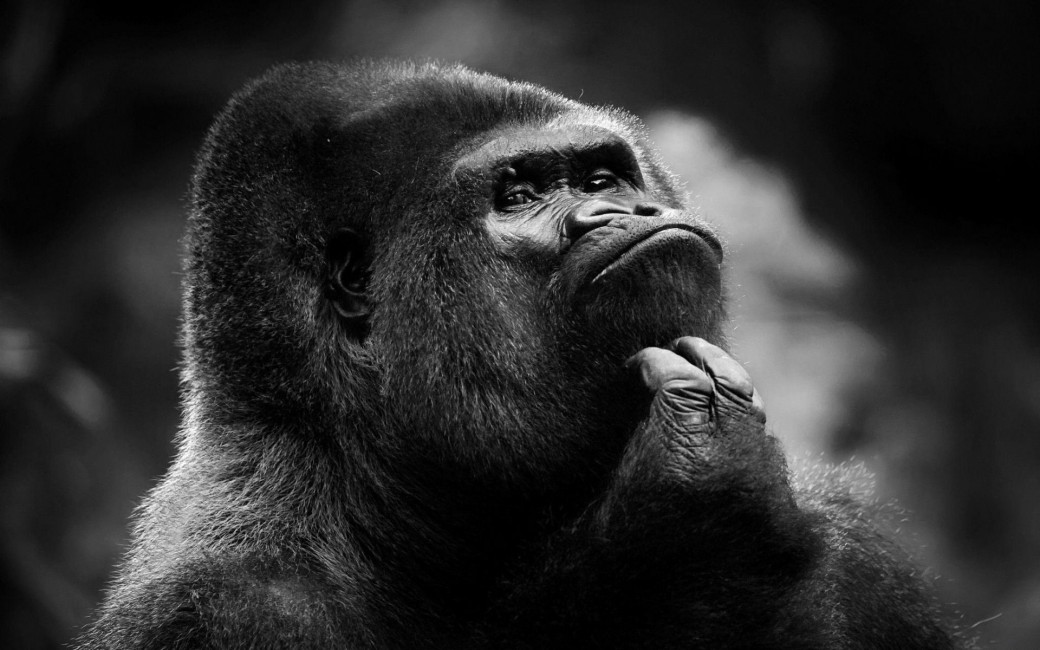 Chimpanzee Monkey Face Dark Stock Photos Image HD